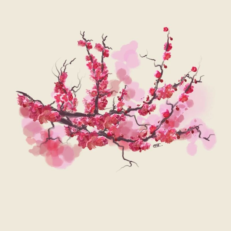 sakura