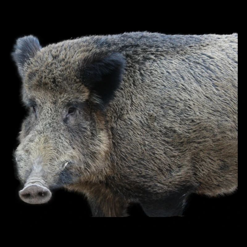 Wild boar Wild boar Pig Sow Pigs