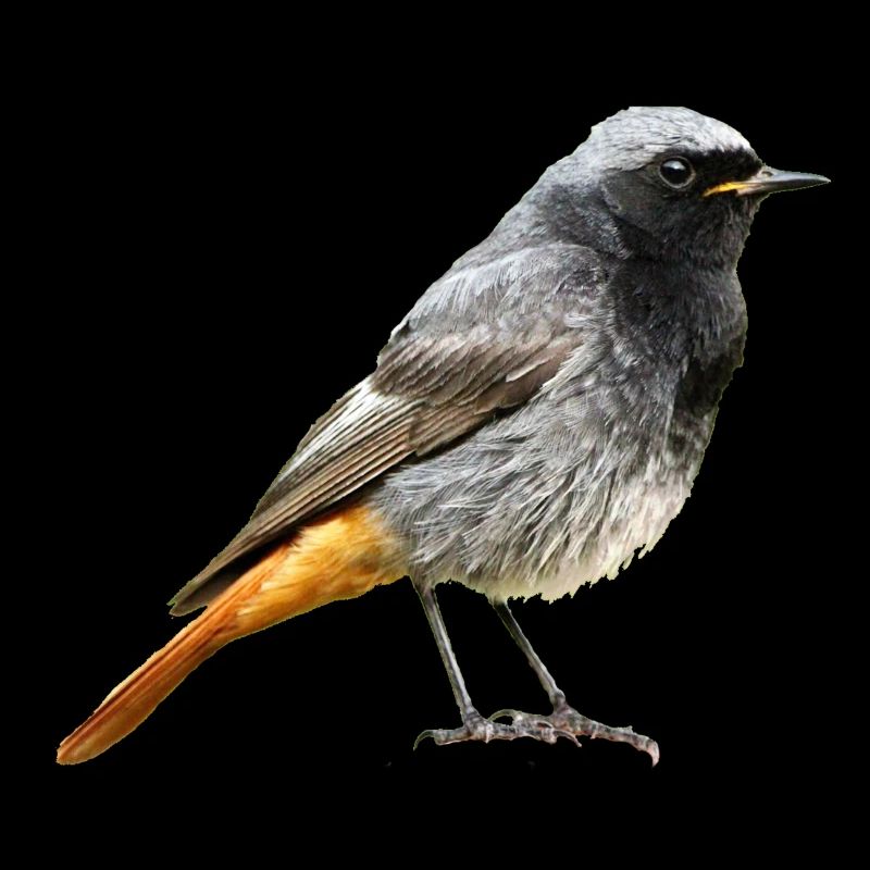 Redtail Robin