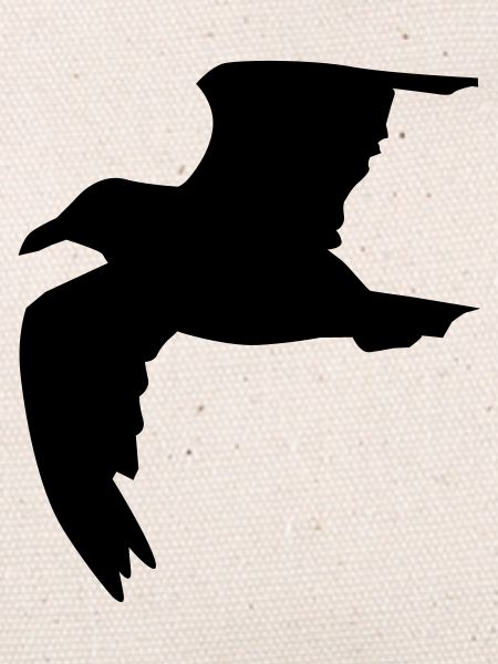 Möwe
