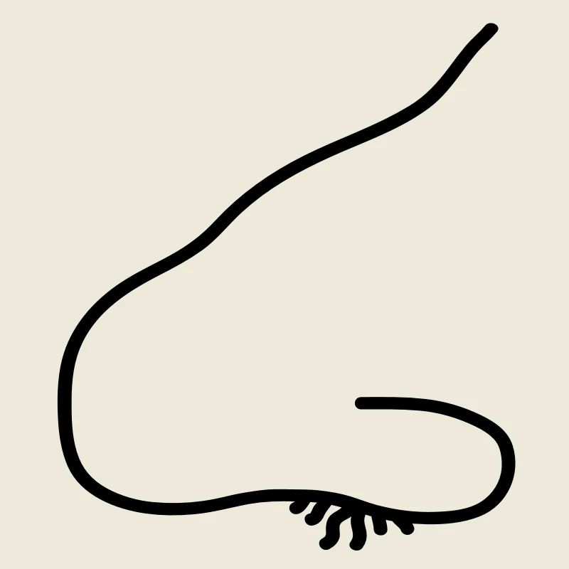 nose