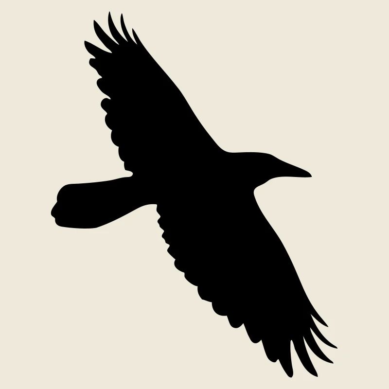 Krähe Rabe Corvus Vogel im Flug