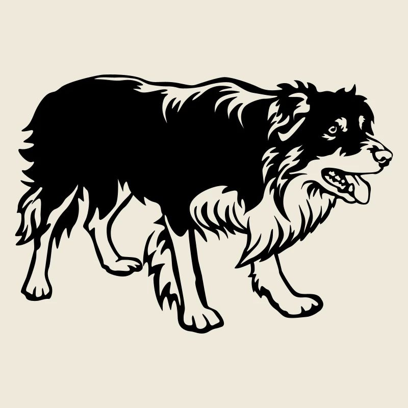 Border Collie