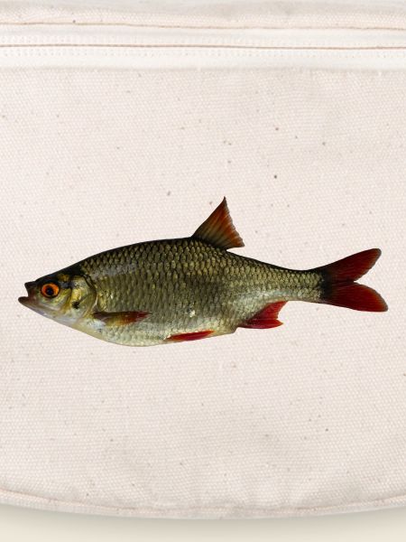 Common rudd
