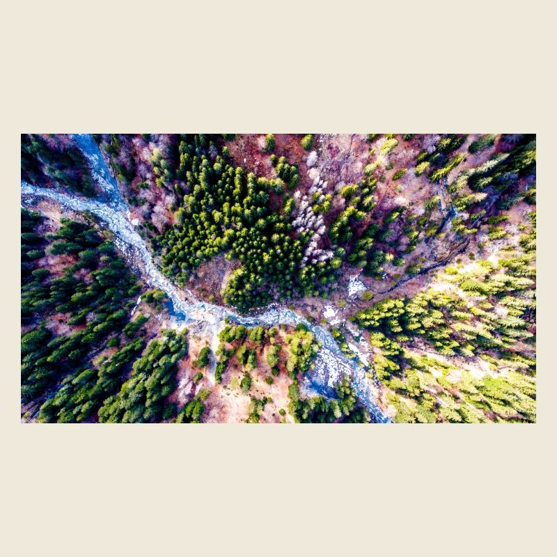 Vogelperspektive auf den Wald