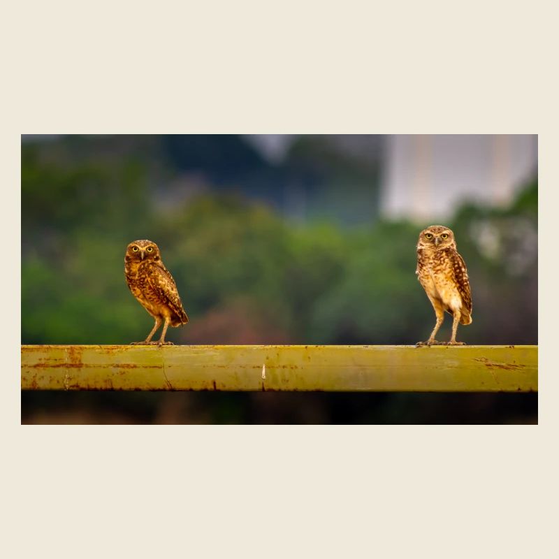 jolies chouettes