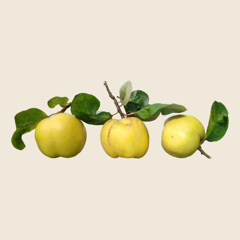 Quitten