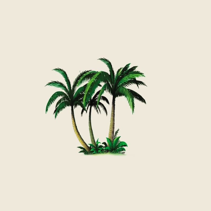 palms