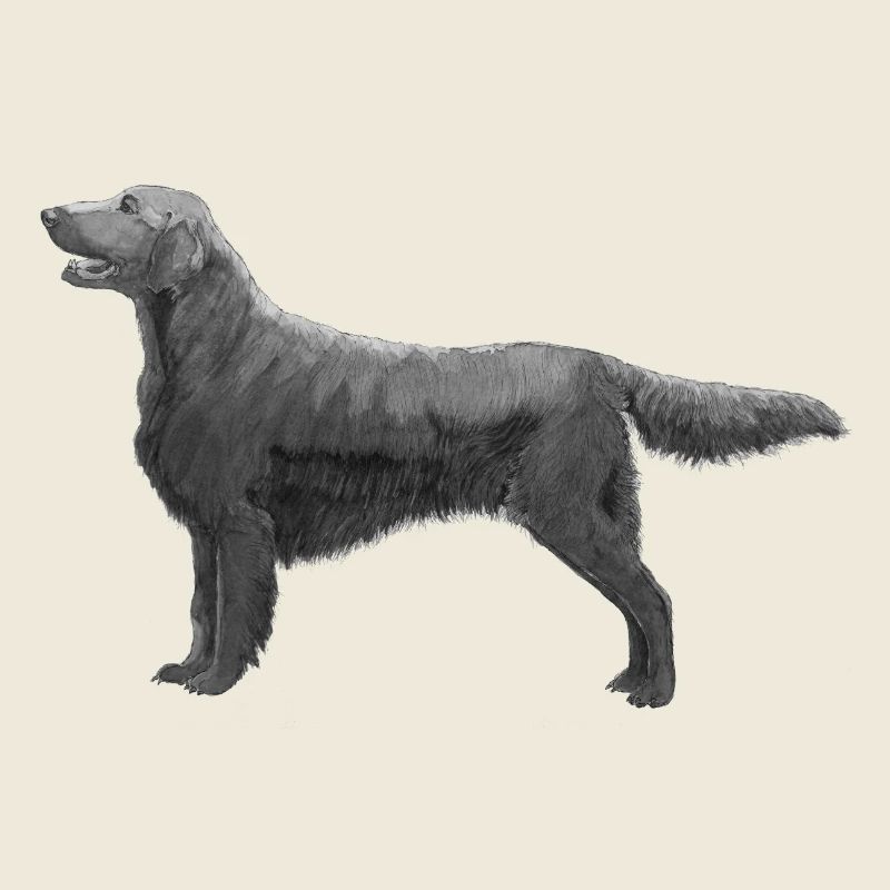 Flatcoated Retriever