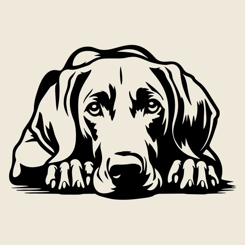 Weimaraner