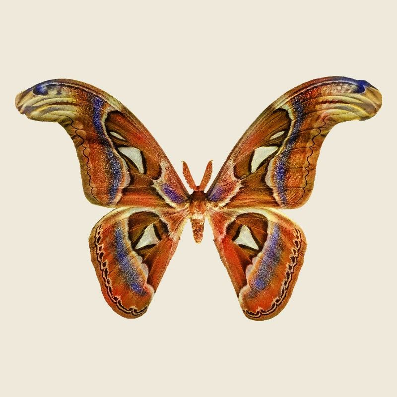 Schmetterling