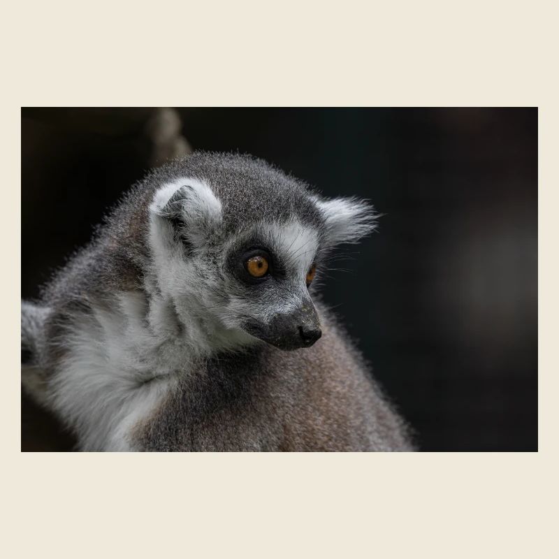 Lémurien à queue annelée