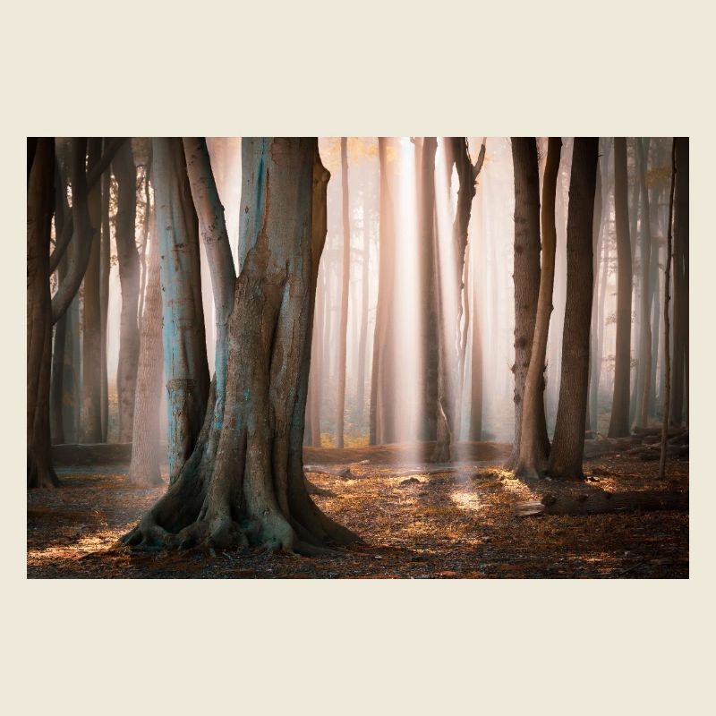 Lumière de la forêt : Rayons de soleil dans la forêt de nuages