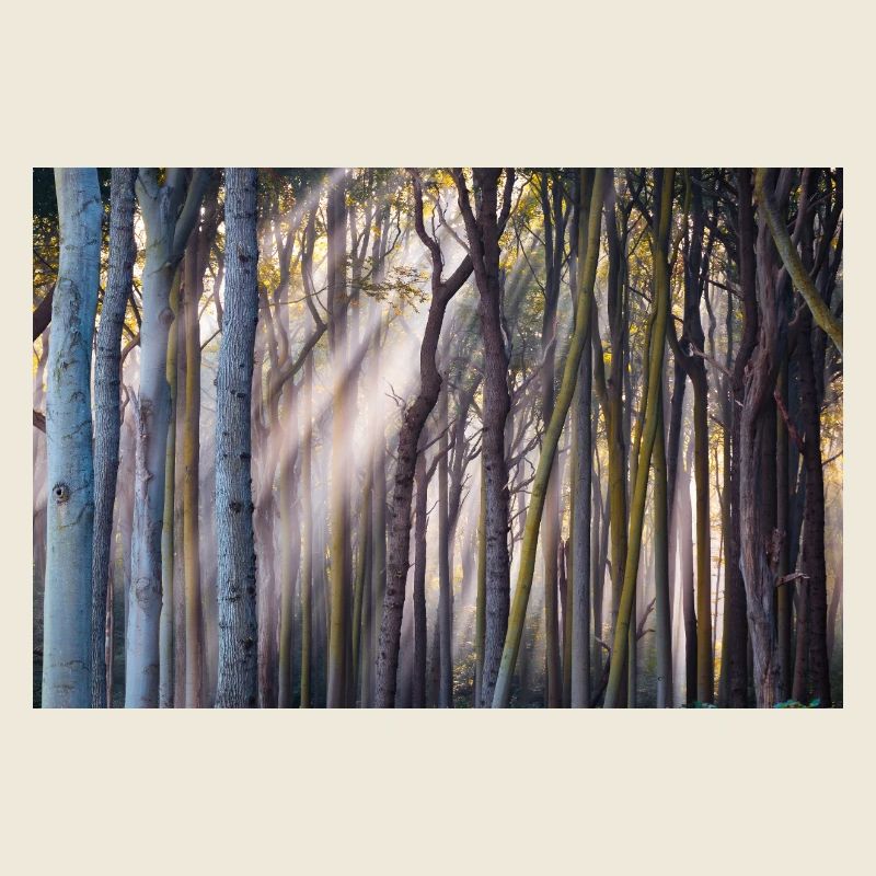 Rays of light in the forest