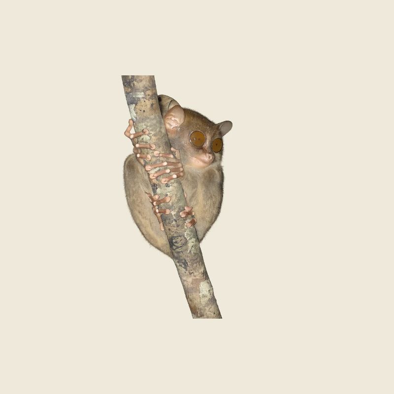 Nächtlicher Kletterer Primat