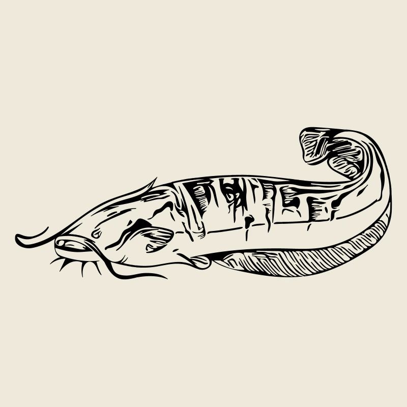 Silure - pêche silure