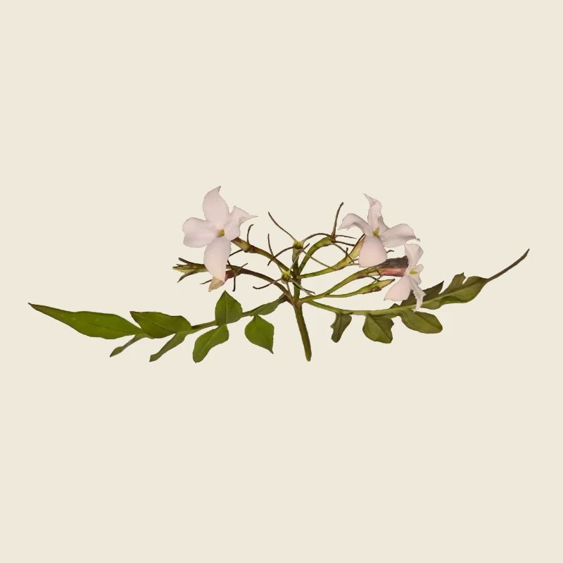 Jasmine Flower