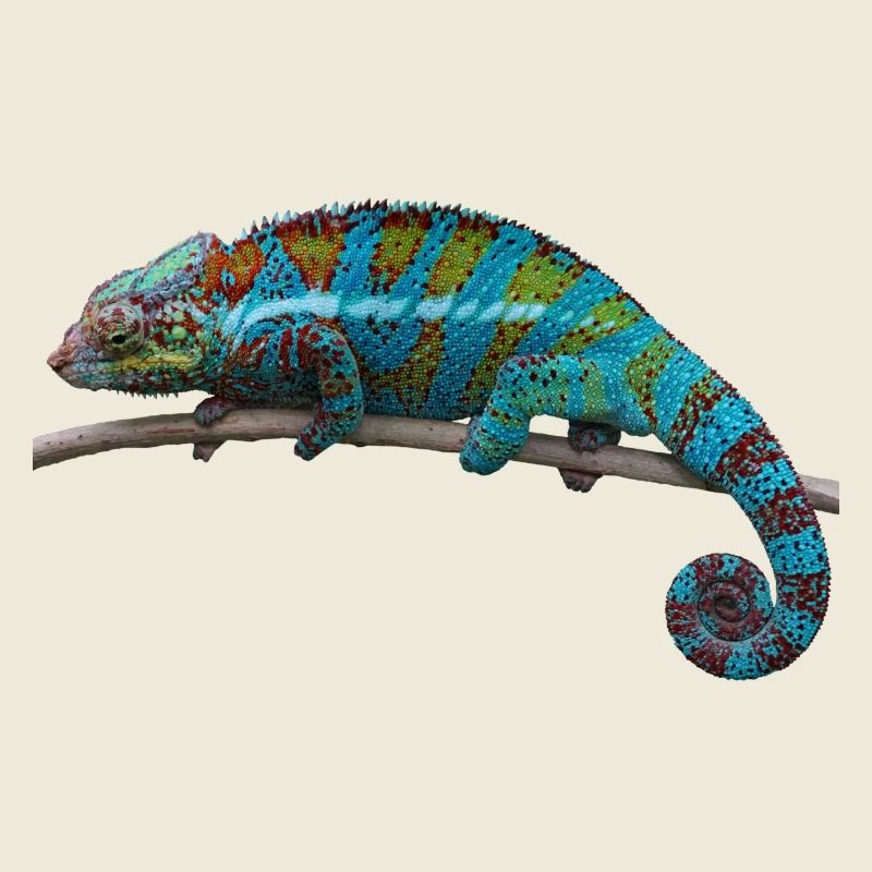 Chameleon - blue