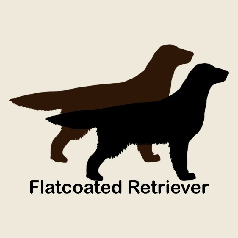 Flatcoated Retriever schwarz und leber
