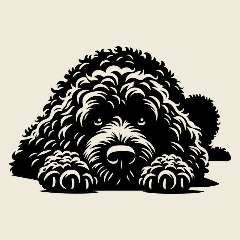 Chien d’Eau Espagnol