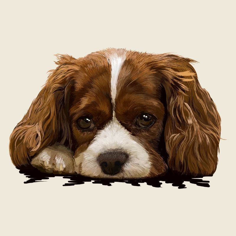 Spaniel