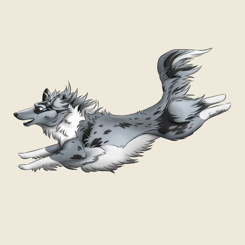 Blue Merle Shetland Sheepdog