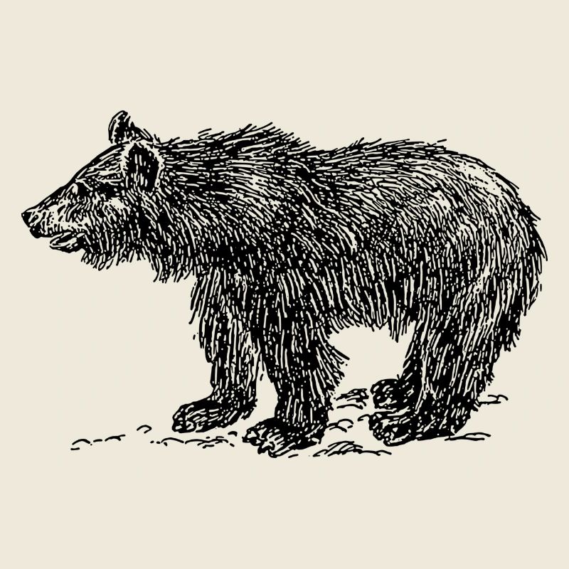 teddy bear teddy bear grizzly brown bear black bear