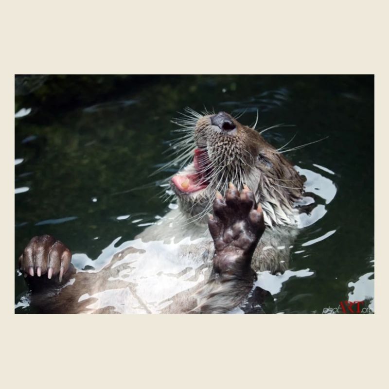 otter
