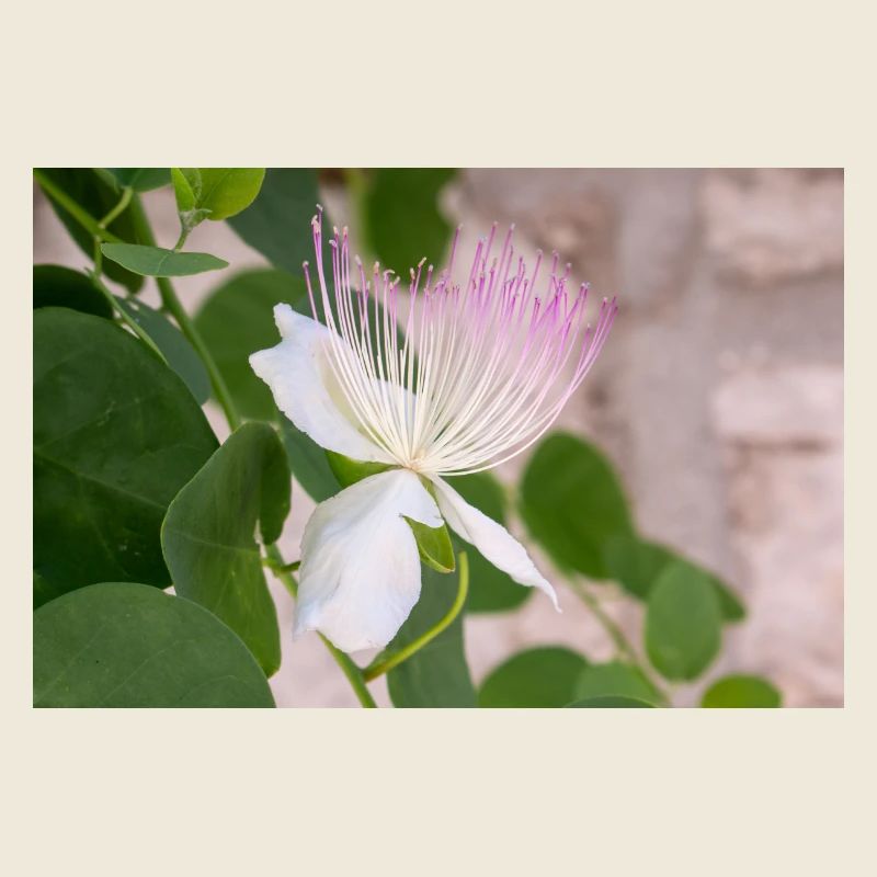 Kapernstrauch auch Flinders-Rose Capparis spinosa