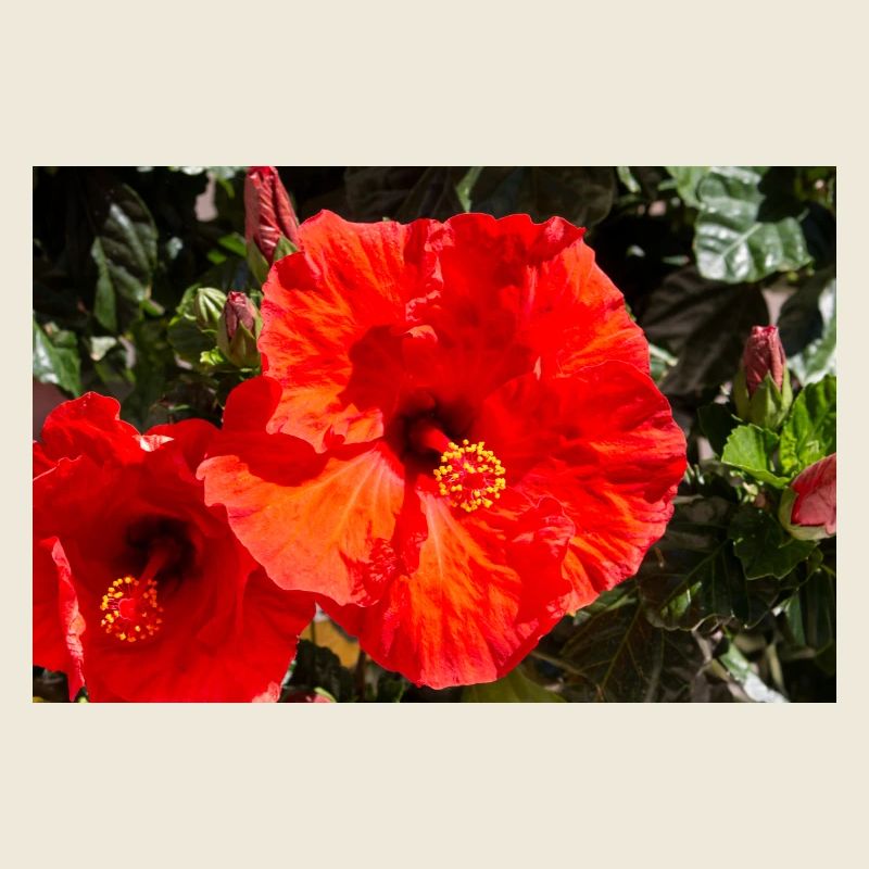 Hibiscus rosa-sinensis aussi hibiscus chinois