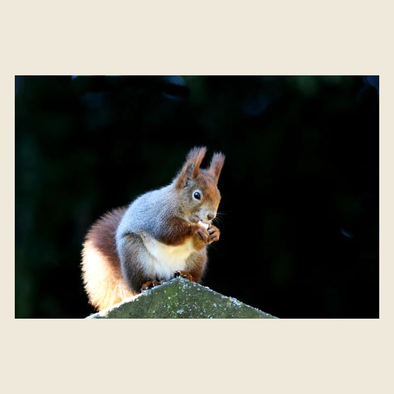 Eichhörnchen, Isibat