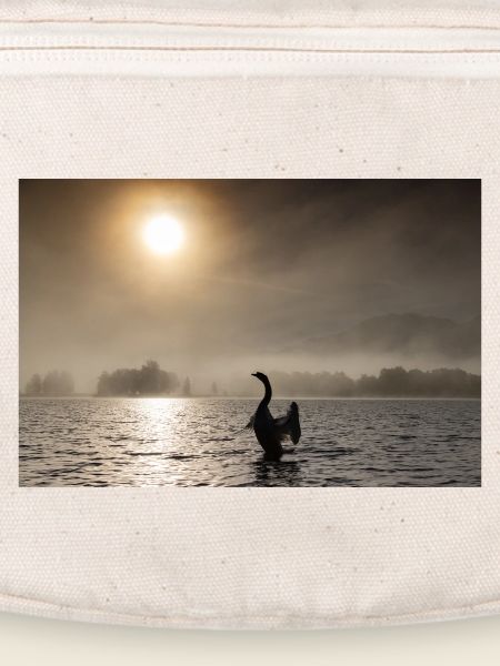 Swan backlit