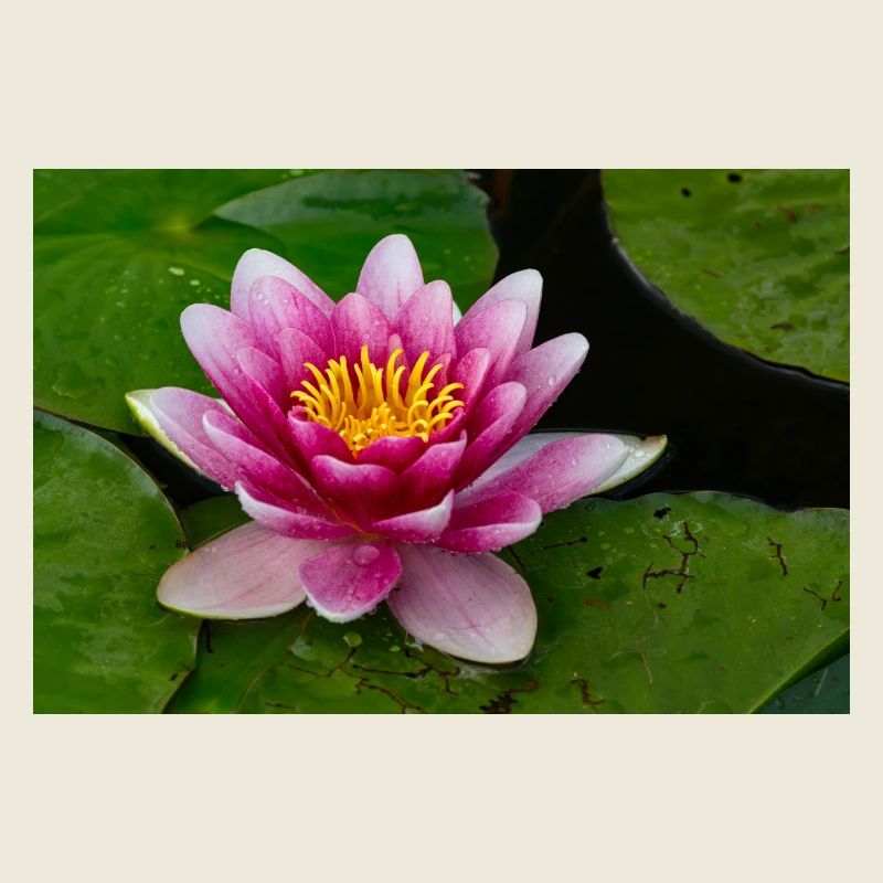 Water lily