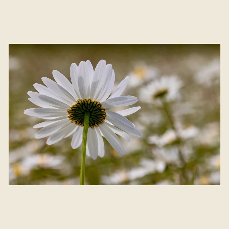 Marguerite