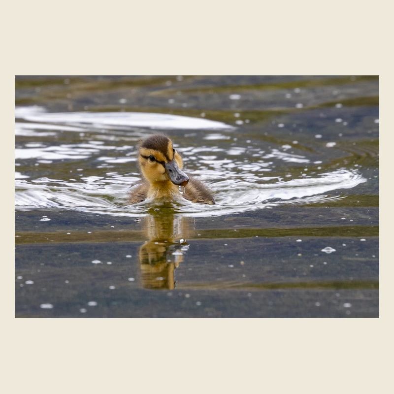 Duckling