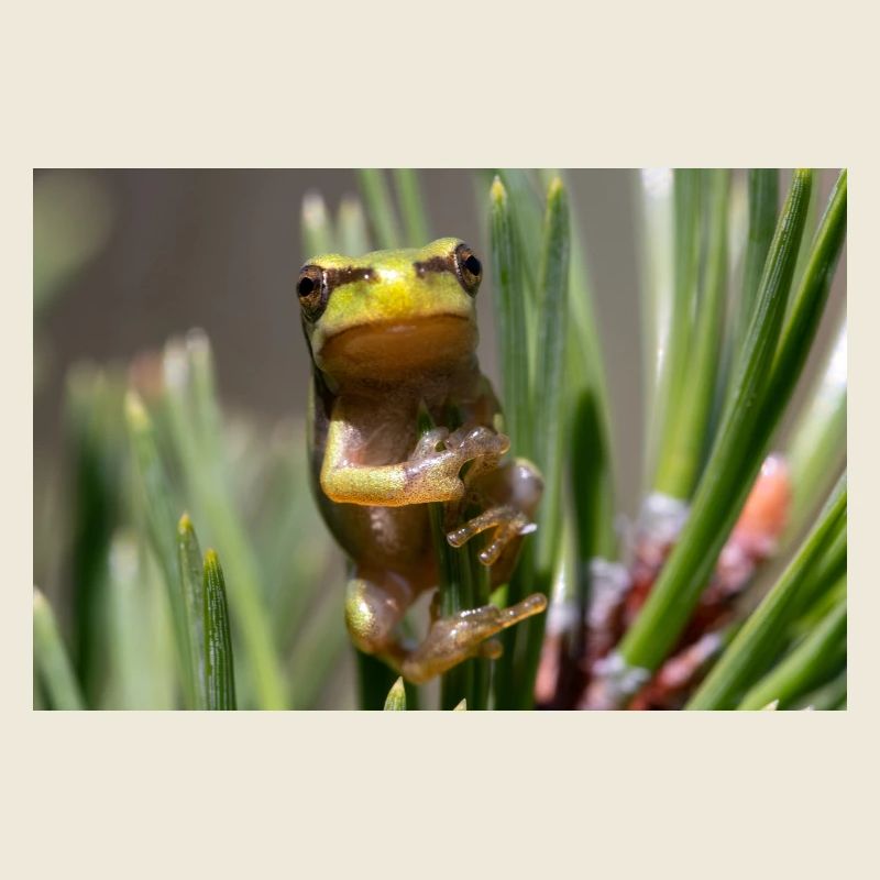 Tree frog