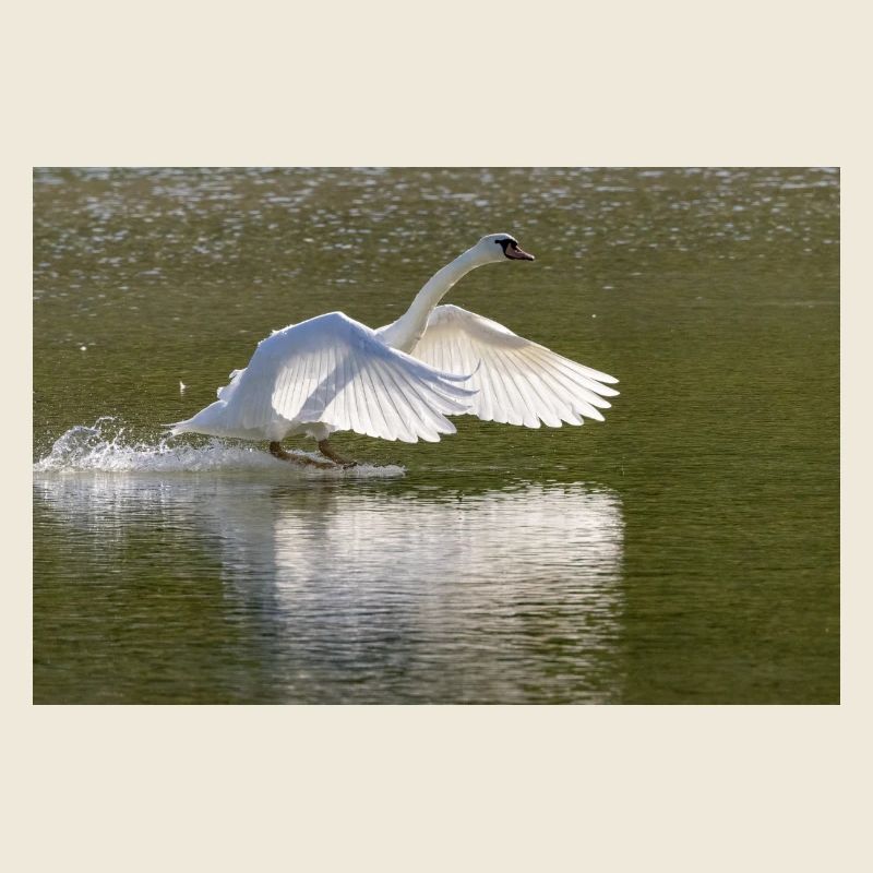 Swan landing