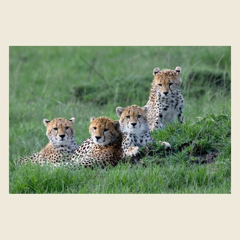Guépard