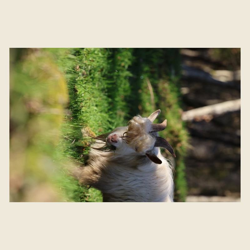 Wild Goat