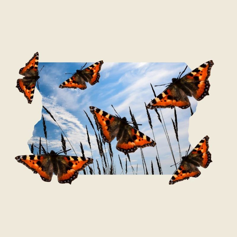 BUTTERFLY