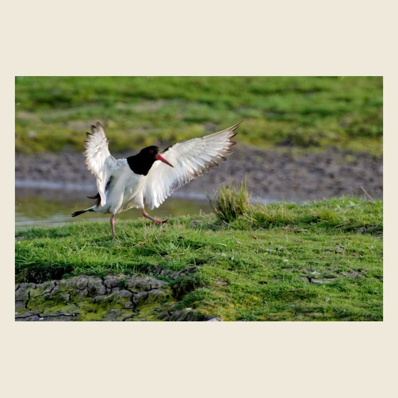 Oyster Catcher