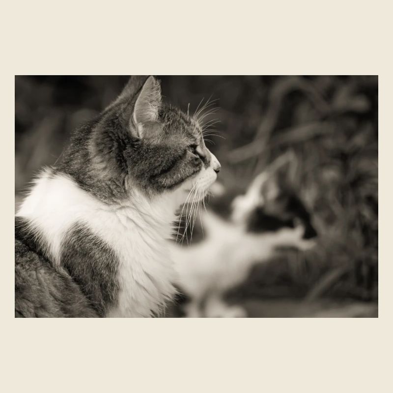 portrait de chats