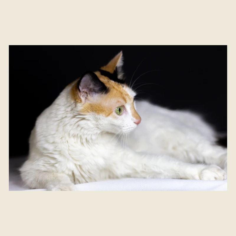 le chat