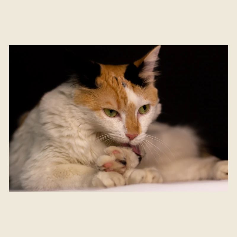 Die Katze