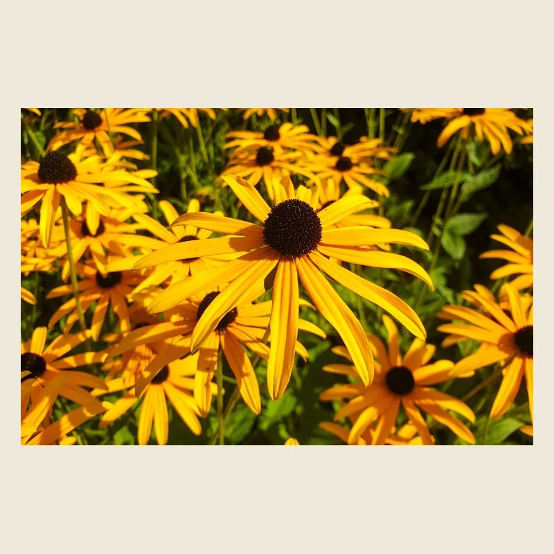 orange coneflower also coneflower Sonnenhut