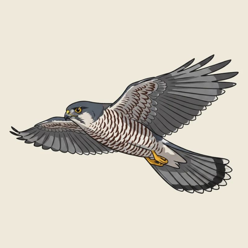 Épervier d'Europe, oiseau de proie