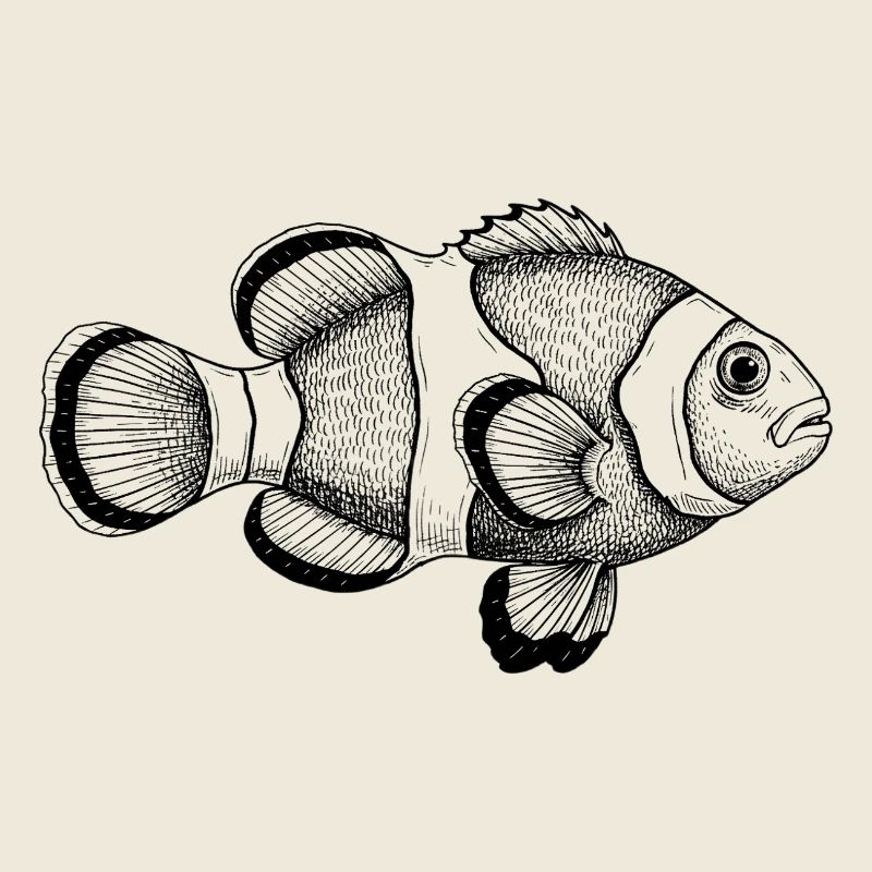 Clownfisch