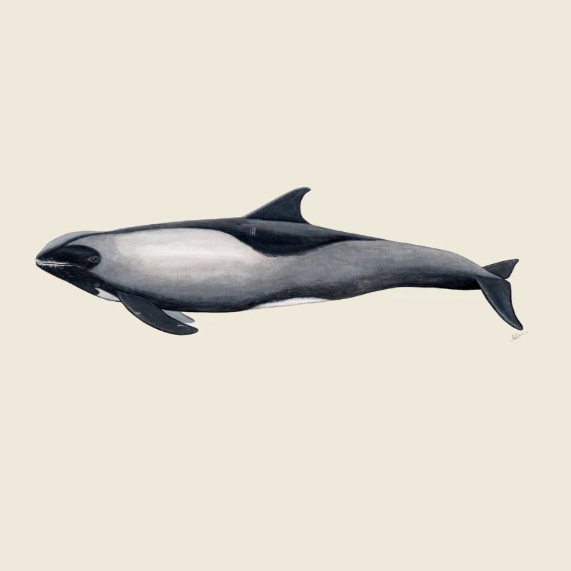 Dolphin Kopf Melone - Peponocephala electra