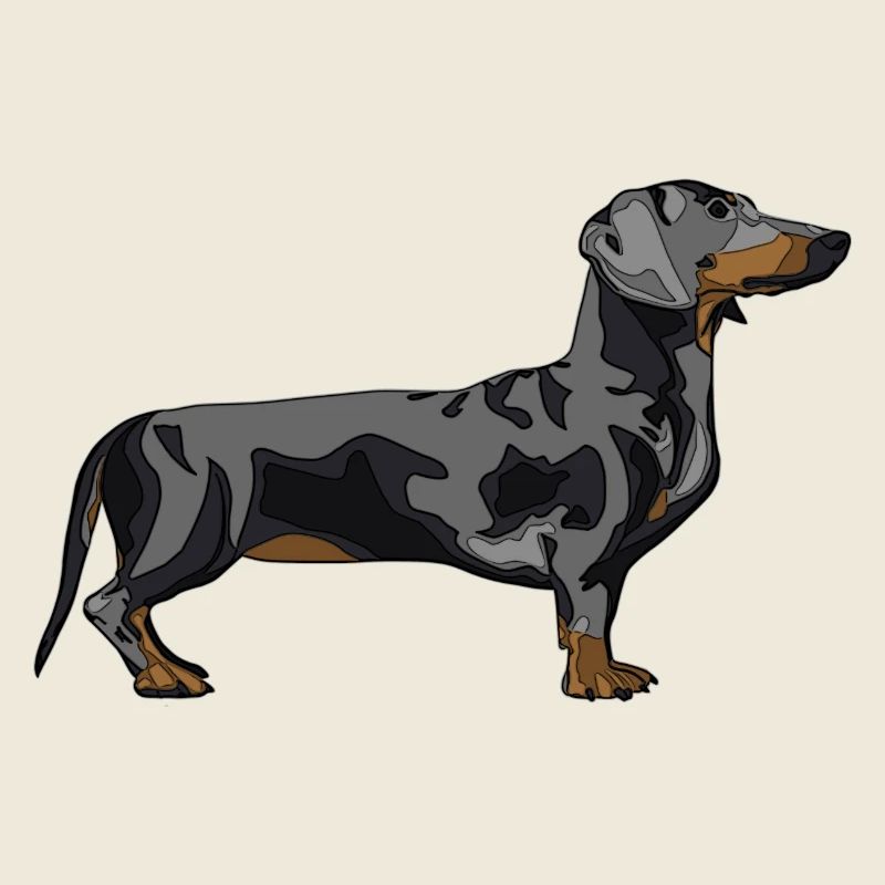 dachshund