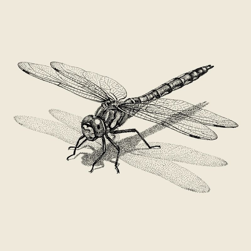 Libelle Dotwork Grafik - Minimalistisches Motiv